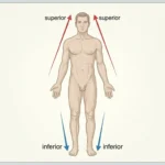 what does superior mean in anatomy